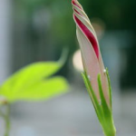 夕颜花,暮光中的美丽传说与深刻寓意
