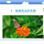 装满昆虫的衣袋ppt,昆虫世界的痴迷探索者