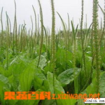 车前子价格,从高峰跌入低谷的市场分析”
