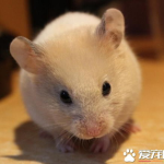 宠物鼠的种类,从仓鼠到龙猫，带你领略鼠界风采