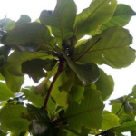 榄仁树,热带海岸的绿色守护者与多功能宝树