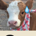 娱乐吃瓜酱和猫,揭秘娱乐圈的萌宠日常