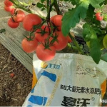 番茄的种植,从选种到收获的实用指南